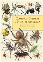 Ragni comuni del Nord America - Common Spiders of North America