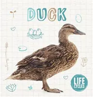 Anatra - Duck