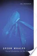 Capodogli: Evoluzione sociale nell'oceano - Sperm Whales: Social Evolution in the Ocean