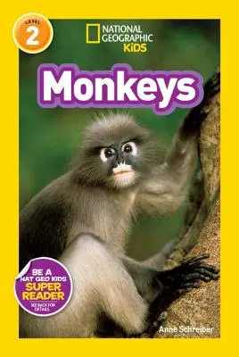 Scimmie - Monkeys