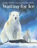 Aspettando il ghiaccio - Waiting for Ice