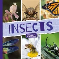 Insetti - Insects
