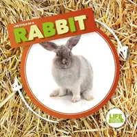 Il coniglio - Rabbit
