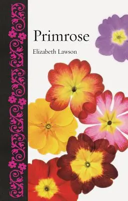 Primula - Primrose