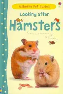 Prendersi cura dei criceti - Looking after Hamsters
