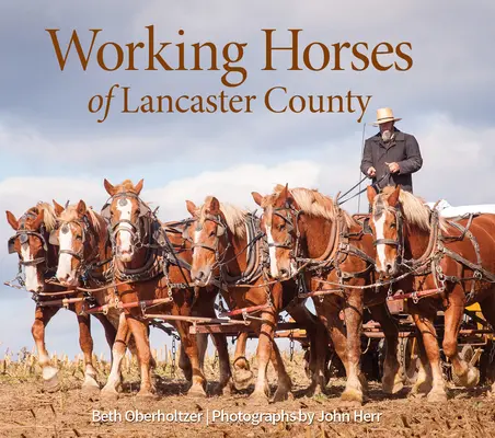 Cavalli da lavoro della contea di Lancaster - Working Horses of Lancaster County