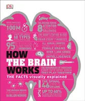 Come funziona il cervello - I fatti spiegati visivamente - How the Brain Works - The Facts Visually Explained