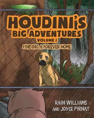 Le grandi avventure di Houdini: Trovare una casa per sempre - Houdini's Big Adventures: Finding a Forever Home