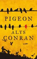 Piccione - Pigeon