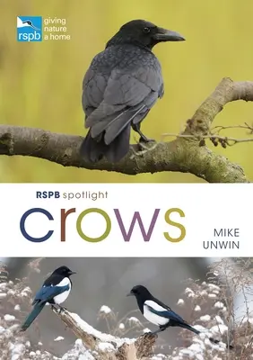 Rspb Riflettori sui corvi - Rspb Spotlight Crows