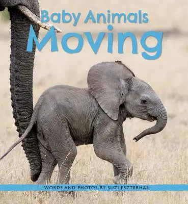 Baby animali che si muovono - Baby Animals Moving