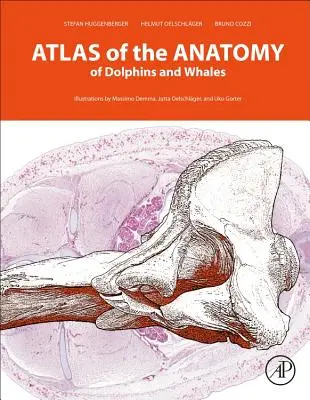 Atlante di anatomia dei delfini e delle balene - Atlas of the Anatomy of Dolphins and Whales