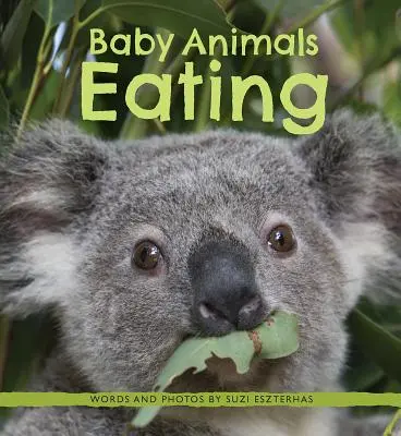 Animali domestici che mangiano - Baby Animals Eating
