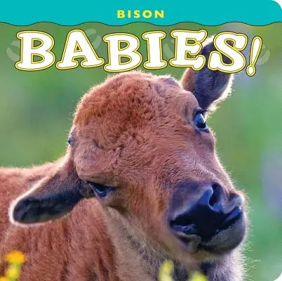 Bambini di bisonte! - Bison Babies!