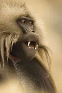 Fotografo naturalista dell'anno: Portfolio 25 - Wildlife Photographer of the Year: Portfolio 25