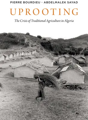 Sradicare: La crisi dell'algricoltura tradizionale in Algeria - Uprooting: The Crisis of Traditional Algriculture in Algeria