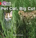 Gatto domestico, gatto grande - Pet Cat, Big Cat