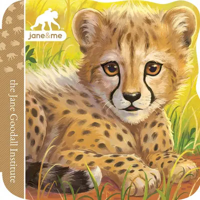 Ghepardo - Cheetah