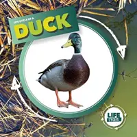 Anatra - Duck