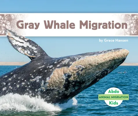 Migrazione della balena grigia - Gray Whale Migration