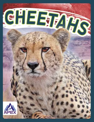 Ghepardi - Cheetahs