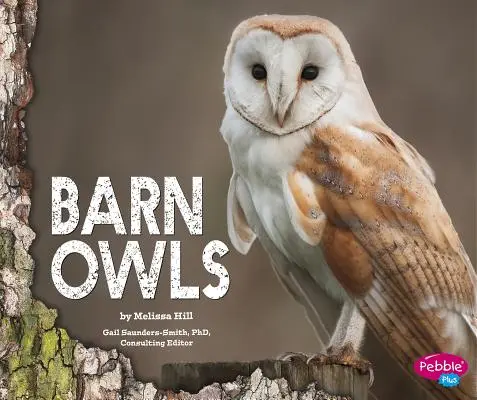 Gufi da fienile - Barn Owls