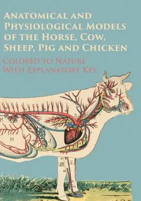 Modelli anatomici e fisiologici del cavallo, della mucca, della pecora, del maiale e del pollo - colorati secondo natura - con chiave esplicativa - Anatomical and Physiological Models of the Horse, Cow, Sheep, Pig and Chicken - Colored to Nature - With Explanatory Key