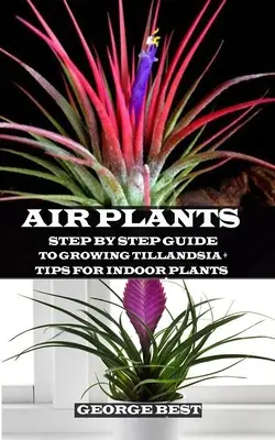 Pianta d'aria: Guida passo passo alla coltivazione della Tillandsia + consigli per le piante da interno - Air Plant: Step by Step Guide to Growing Tillandsia + Tips for Indoor Plants