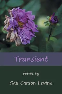 Tranquillo - Transient