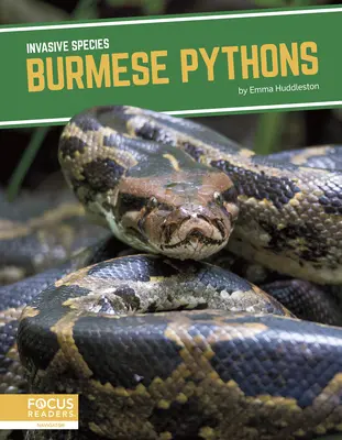 Pitoni birmani - Burmese Pythons