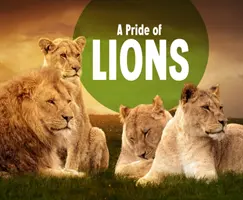 Orgoglio di leoni - Pride of Lions