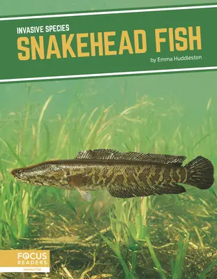 Pesci con la testa di serpente - Snakehead Fish