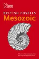 Fossili mesozoici britannici - British Mesozoic Fossils