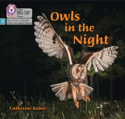 Gufi nella notte - Fase 3 - Owls in the Night - Phase 3
