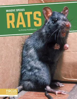 Ratti - Rats