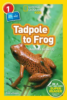Lettori del National Geographic: Dal girino alla rana (L1/Lettore facilitato) - National Geographic Readers: Tadpole to Frog (L1/Co-Reader)