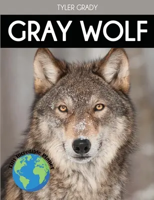 Lupo grigio: Fatti affascinanti sugli animali per bambini - Gray Wolf: Fascinating Animal Facts for Kids