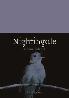 Usignolo - Nightingale