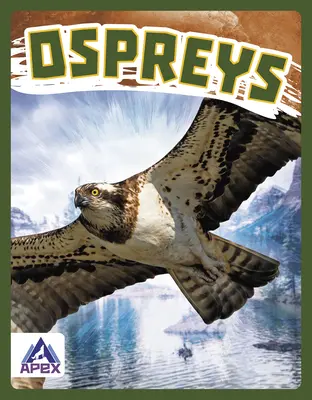 Falchi - Ospreys
