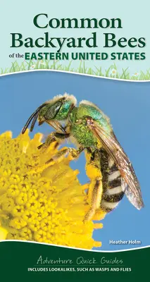 Api native comuni degli Stati Uniti orientali: Il modo per identificare facilmente le api e i loro simili - Common Native Bees of the Eastern United States: Your Way to Easily Identify Bees and Look-Alikes