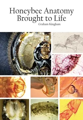 L'anatomia dell'ape in vita - Honeybee Anatomy Brought to Life
