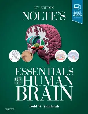 Gli elementi essenziali del cervello umano di Nolte - Nolte's Essentials of the Human Brain