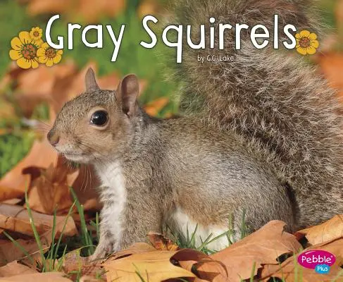 Scoiattoli grigi - Gray Squirrels