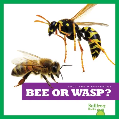 Ape o vespa? - Bee or Wasp?