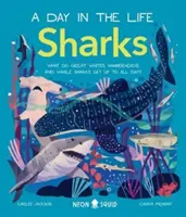 Squali (Un giorno nella vita) - Cosa fanno tutto il giorno gli squali bianchi, martello e balena? - Sharks (A Day in the Life) - What Do Great Whites, Hammerheads, and Whale Sharks Get Up To All Day?