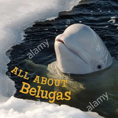 Tutto sui beluga: Edizione inglese - All about Belugas: English Edition
