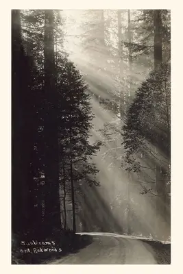 Diario d'epoca Raggi di sole e sequoie - Vintage Journal Sunbeams and Redwoods