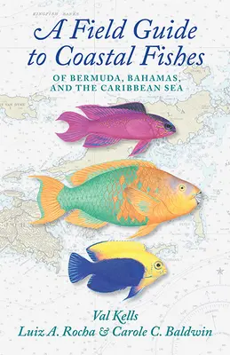 A Field Guide to Coastal Fishes of Bermuda, Bahamas, and the Caribbean Sea (Guida ai pesci costieri di Bermuda, Bahamas e del Mar dei Caraibi) - A Field Guide to Coastal Fishes of Bermuda, Bahamas, and the Caribbean Sea