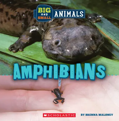 Anfibi (Mondo selvaggio: animali grandi e piccoli) - Amphibians (Wild World: Big and Small Animals)
