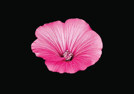 Libro in fiore - Fiori sgargianti - Blooming Book - Flamboyant Flowers